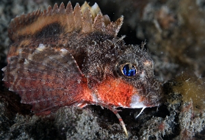 North Sulawesi-2018-DSC04762_rc- Rough head stingfish - Poisson minous - Minous trachycephalus